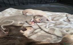 Chihuahua dogs for sale: Gorgeous Chihuahua Puppies Looking 4 Forever Homes - Image 13