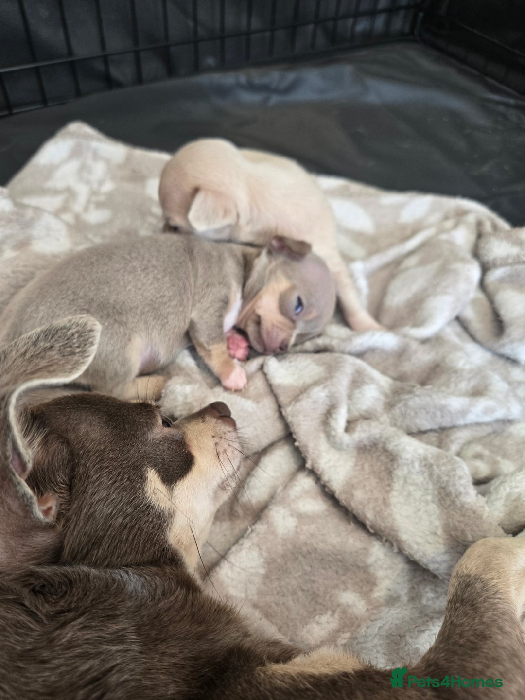Chihuahua dogs for sale: Gorgeous Chihuahua Puppies Looking 4 Forever Homes - Image 13
