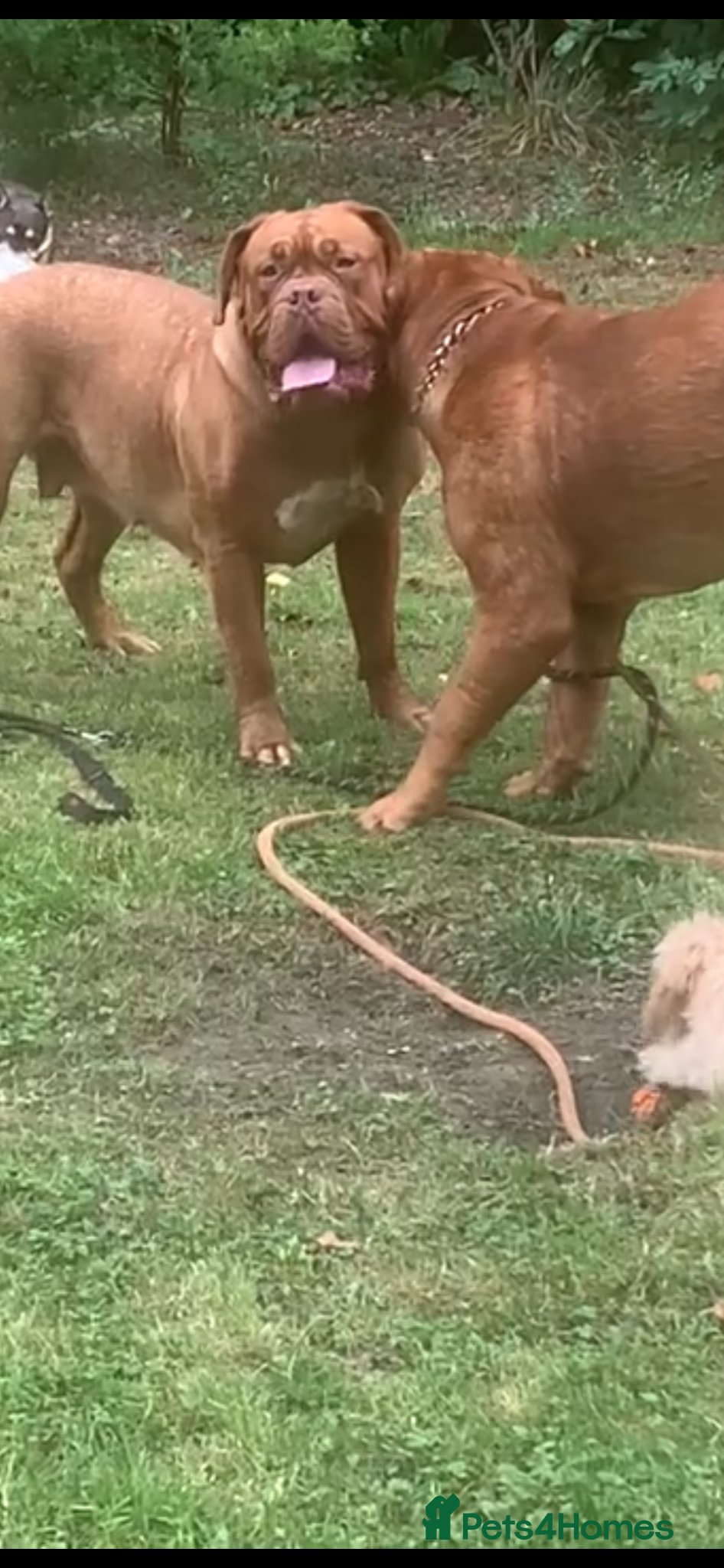 Dogue De Bordeaux dogs 10 Dogue de Bordeaux puppies for sale  - Advert 12