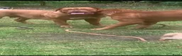 Dogue De Bordeaux dogs for sale: 10 Dogue de Bordeaux puppies for sale  in Maidstone - Advert 1