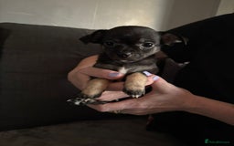 Chihuahua dogs for sale: Chihuahua Puppies For Sale Eastbourne  - Image 2