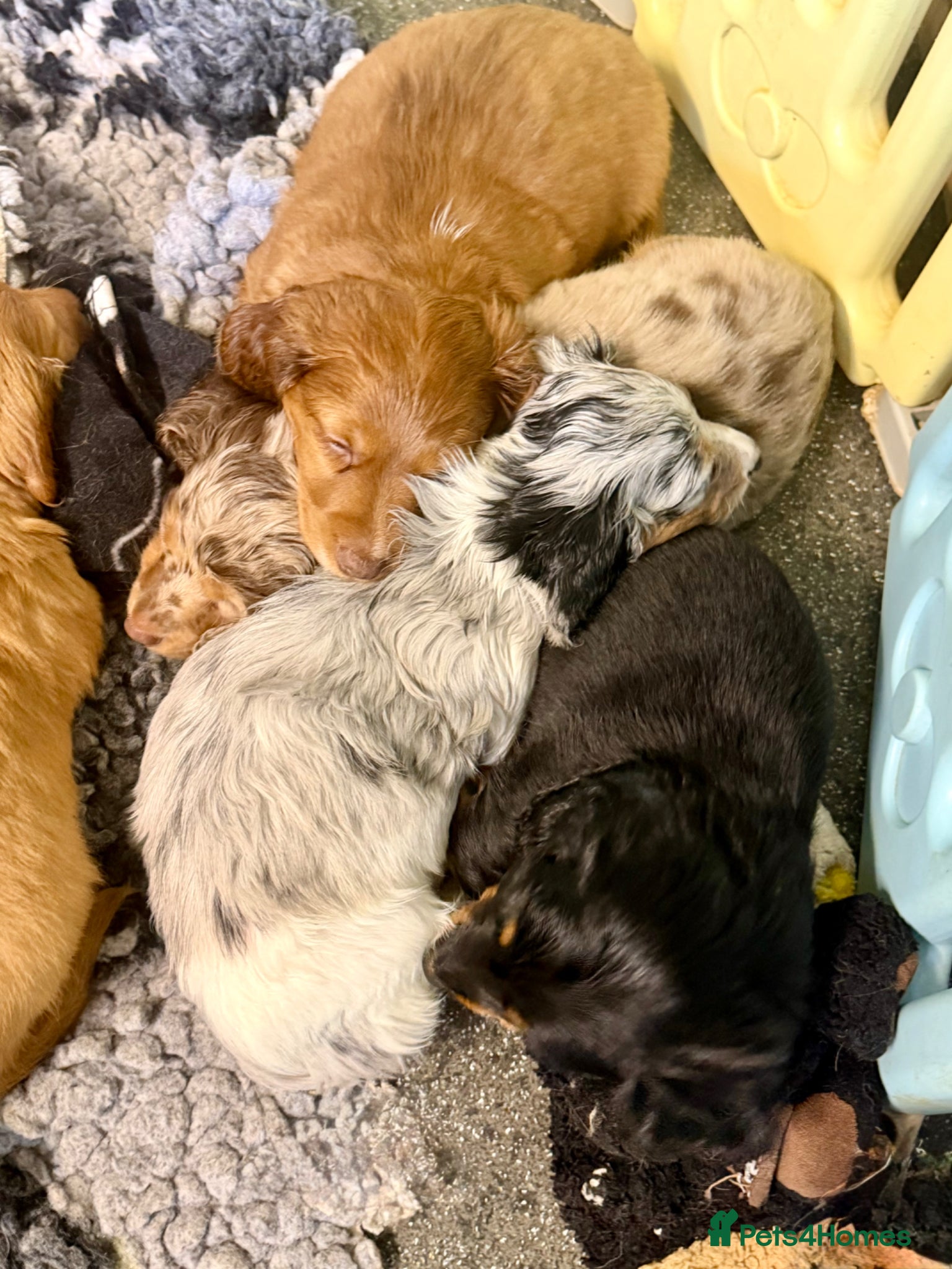 Dachshund dogs Long hair dachshunds  - Advert 12