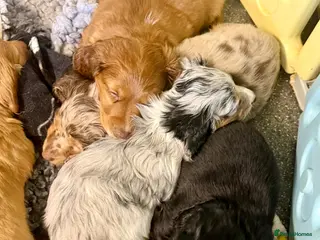 Dachshund dogs Long hair dachshunds - Advert 1