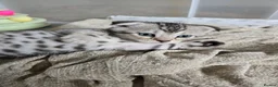 Bengal cats for sale: Beautiful Snow Bengal X Scottish Fold Kittens - Advert 5