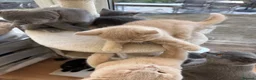 British Shorthair cats for sale: Tortieshell & Cream BSH kittens ready to leave now - Advert 27