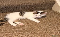 British Shorthair cats for sale: 2 beautiful boys ready for their home - Advert 13