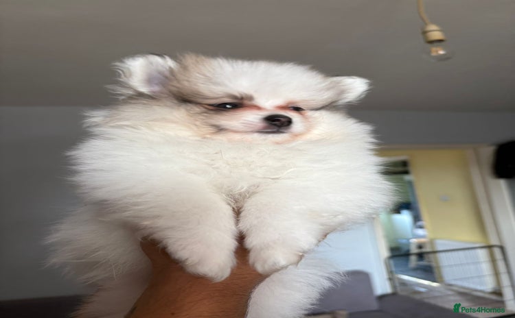 Pomeranian dogs - Advert 1