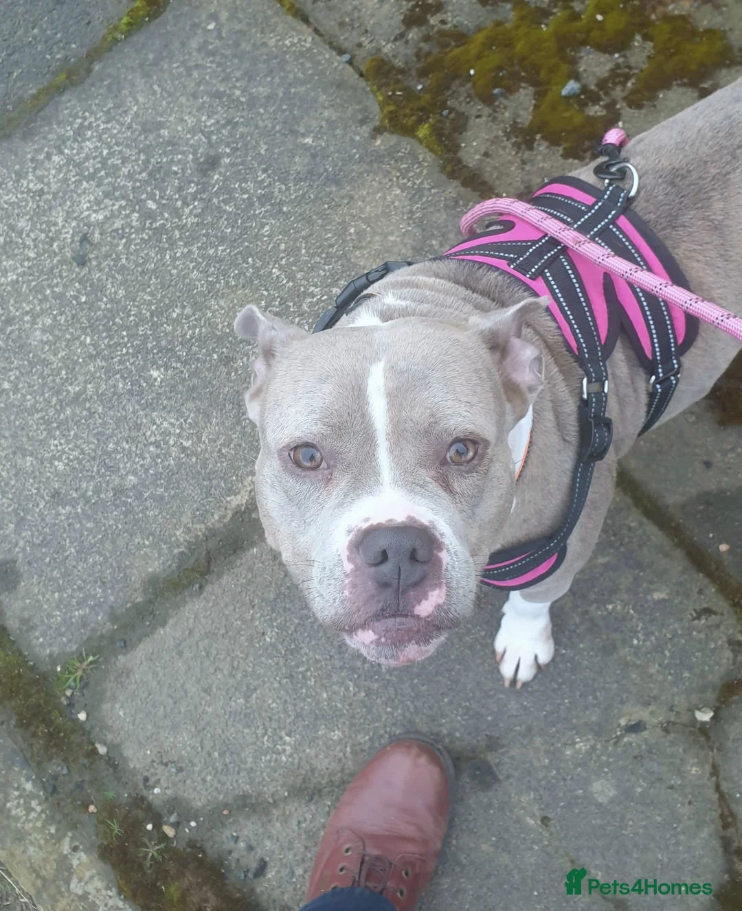 Mixed Breed dogs for sale: Maya - Staffy / Pocket Bully cross female in Wakefield - Advert 1