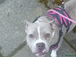 Mixed Breed dogs Maya - Staffy / Pocket Bully cross female - Advert 1