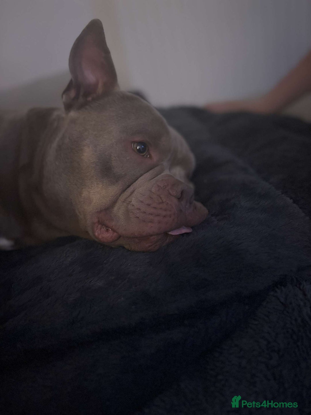 Mixed Breed dogs for sale: Champion blood line micro bully  - Image 1