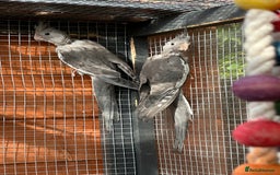 Cockatiels birds for sale: Male Handreared whiteface cockatiel for sale - Image 6