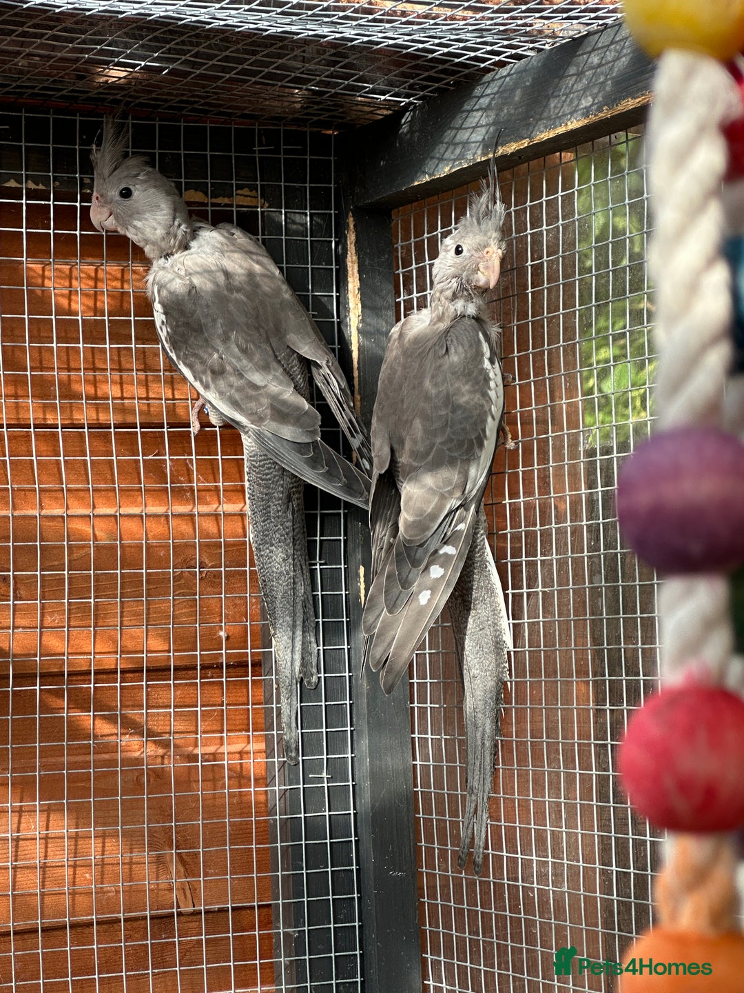 Cockatiels birds for sale: Male Handreared whiteface cockatiel for sale - Image 6