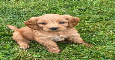 Cockapoo dogs - Advert 5