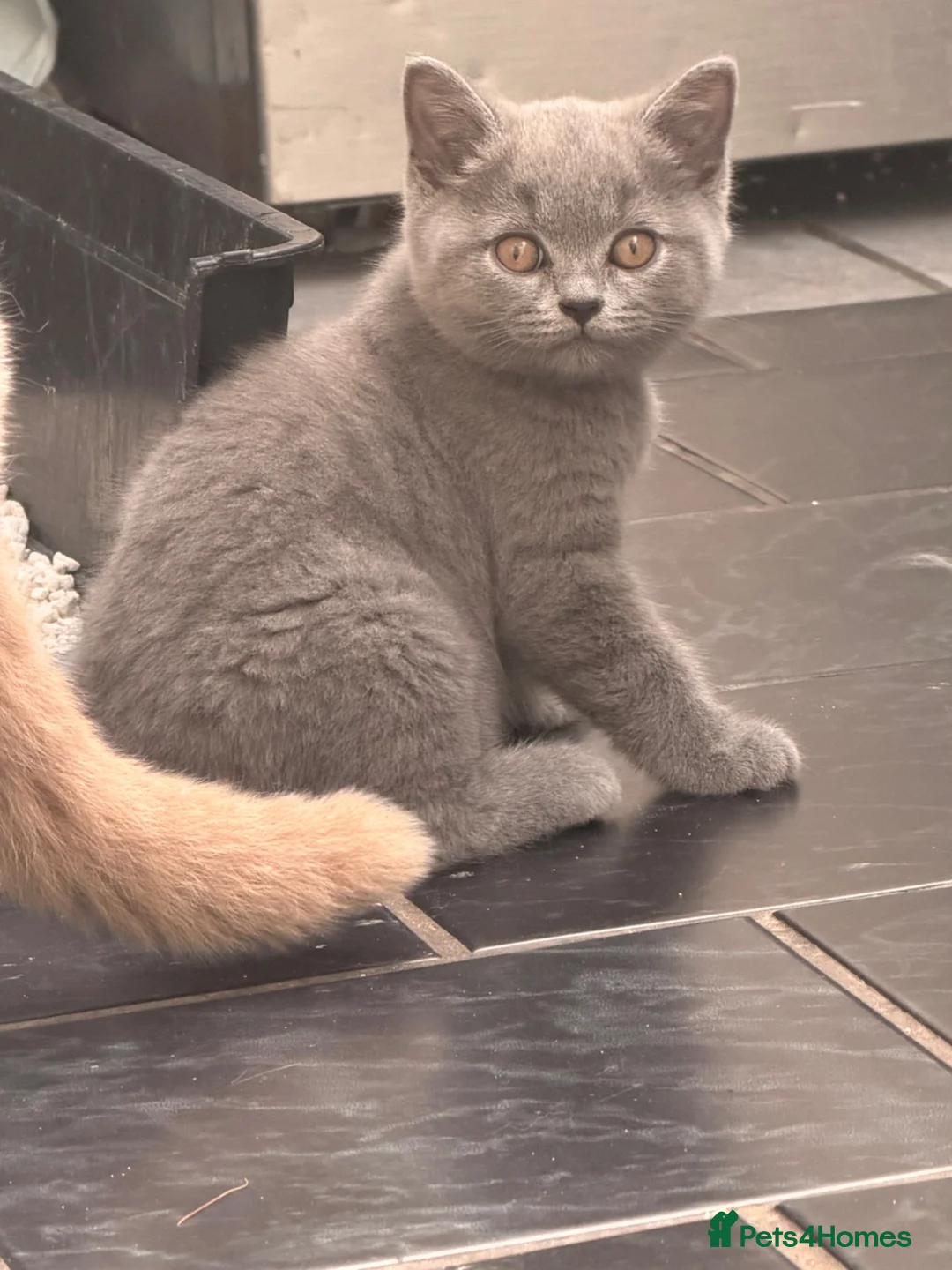 British Shorthair cats for sale: British shorthair kittens for sale  - Advert 2
