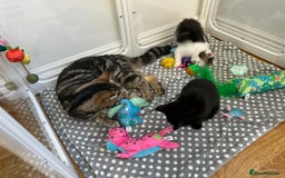 Mixed Breed cats for sale: Adorable mixed breed kittens for sale  - Image 9