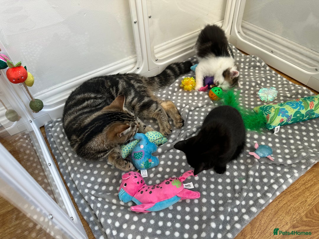 Mixed Breed cats for sale: Adorable mixed breed kittens for sale  - Image 9