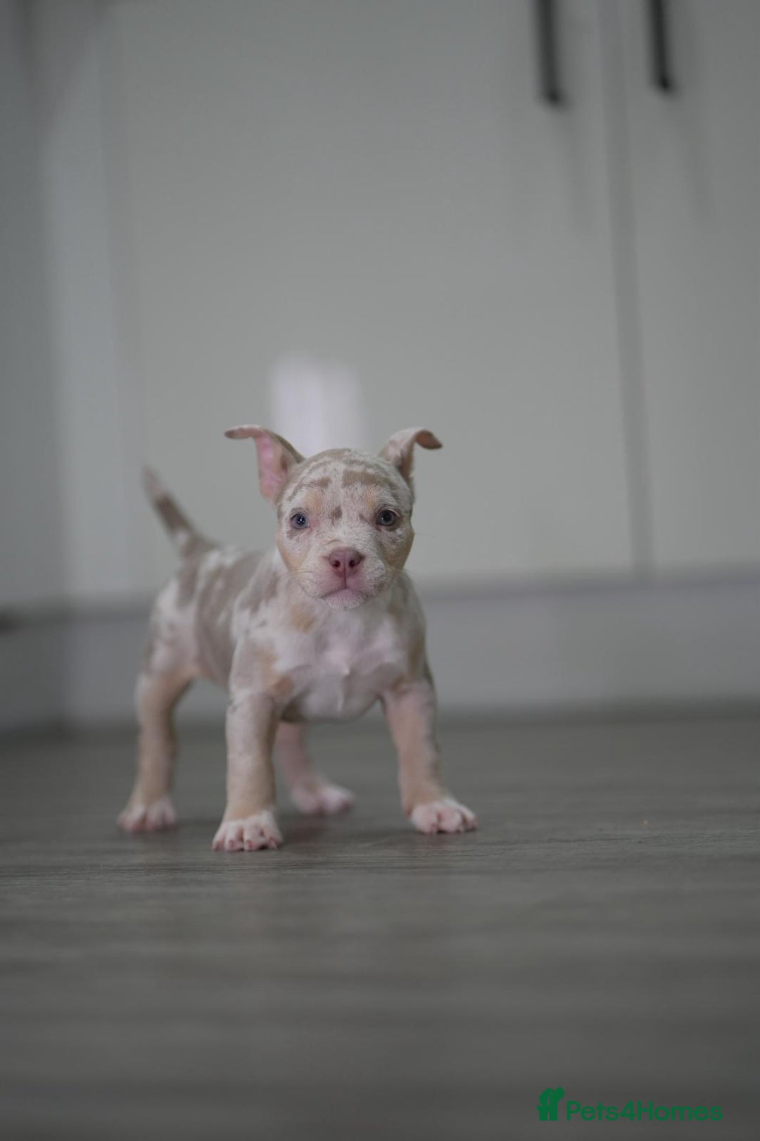 American Bully dogs for sale: Mirco bully- perfect and ready to go.  - Advert 19