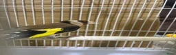 Finches birds for sale: Goldfinch male - Advert 1
