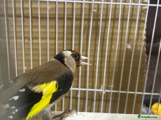 Finches birds Goldfinch male - Advert 4