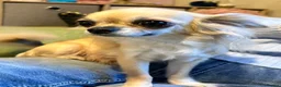 Chihuahua dogs for sale: Long coat chihuahuas  - Advert 6