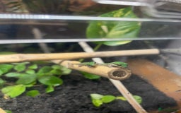 Gecko reptiles for sale: Mauritian Blue Tailed Day Gecko p. Cepediana  - Image 3