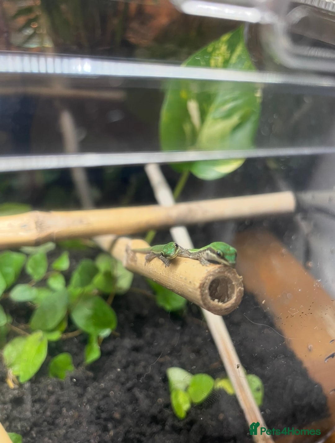 Gecko reptiles for sale: Mauritian Blue Tailed Day Gecko p. Cepediana  - Image 3