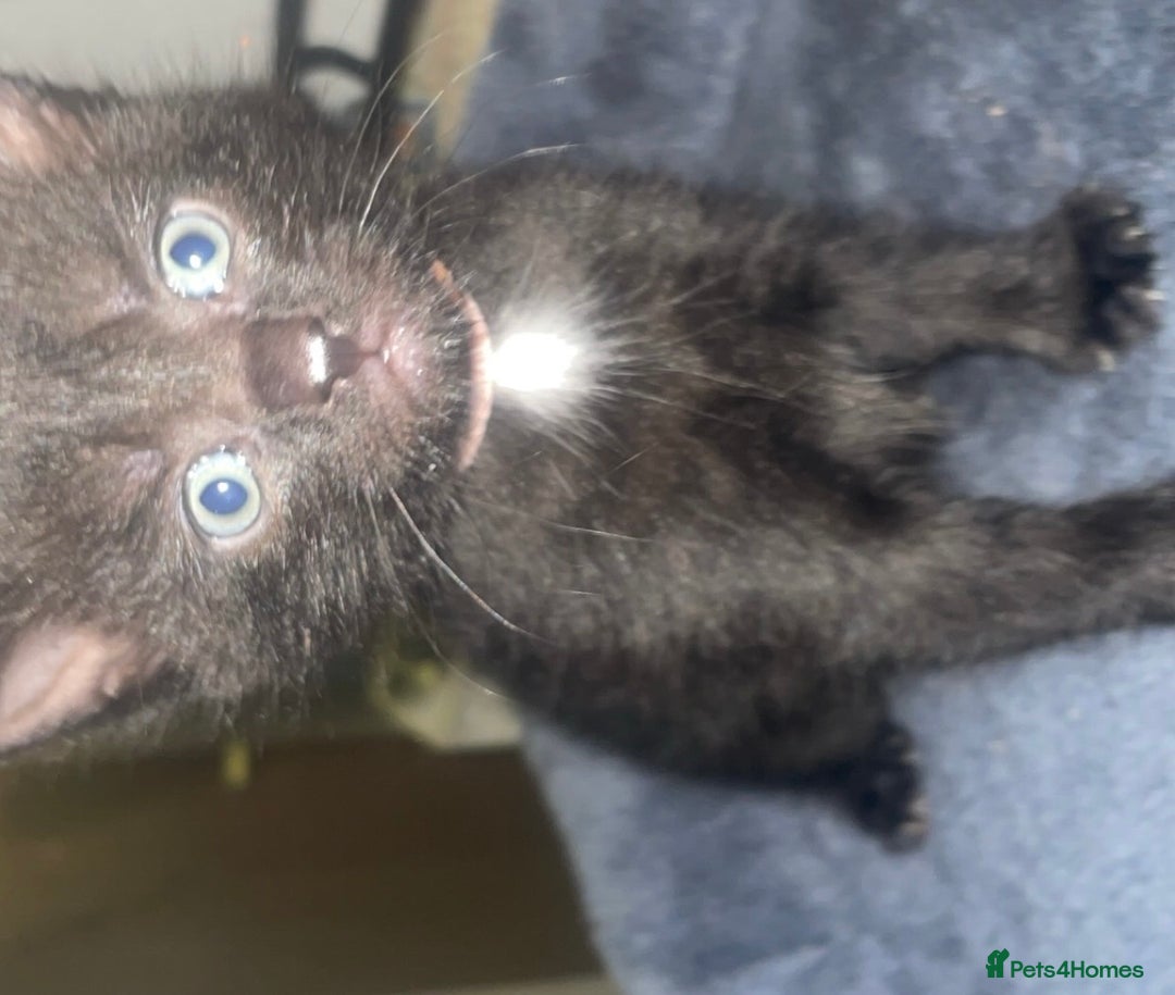 British Shorthair cats for sale: 3 beautiful kittens for sale - Image 7