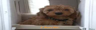 Charlie