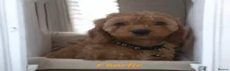Cockapoo dogs for sale: Ready now- F1b Miniature Cockapoo Pup Charlie  - Advert 16