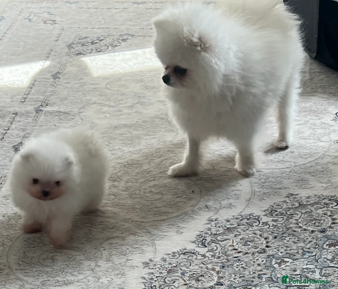 Pomeranian dogs for sale: Pomeranians  in Sheffield - Advert 2