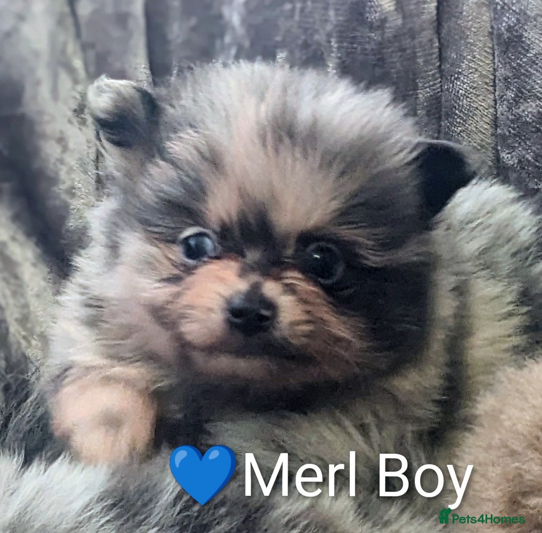 Pomeranian dogs for sale: Pomeranian Blue girl left!   - Advert 24