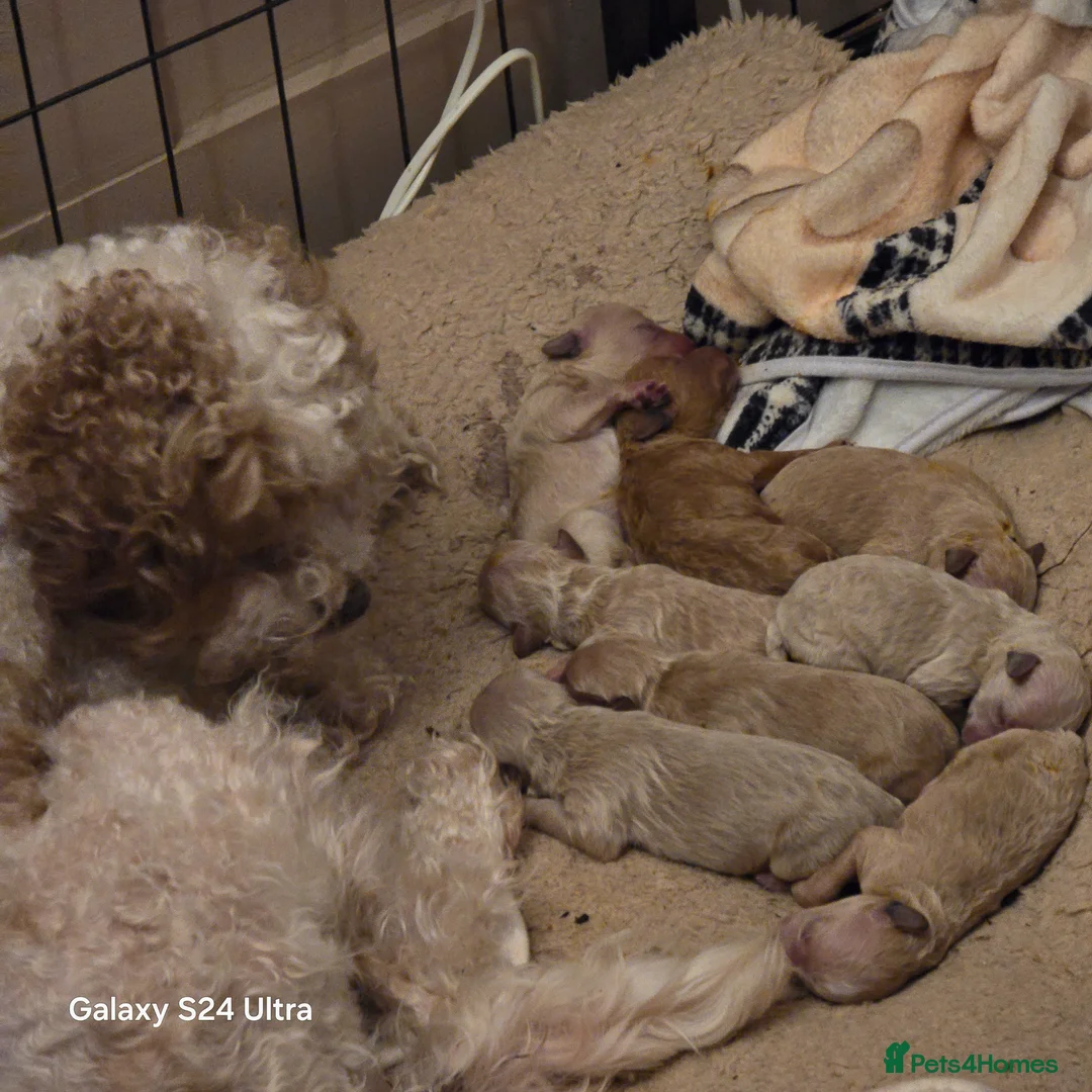 Cavapoo dogs for sale: Cavapoo pups last male - Advert 9