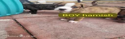 Mixed Breed dogs for sale: Corso x German Shepherd puppies in Glasgow - Advert 6