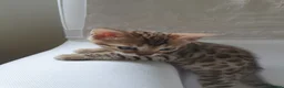 Bengal cats for sale: Stunning Bengal kittens for sale - Advert 10