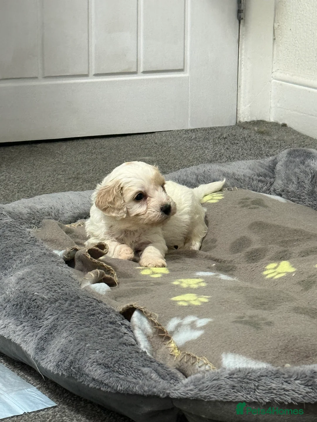 Mixed Breed dogs for sale: 8 Beautiful Cavapoochon Puppies in Bacup - Advert 7