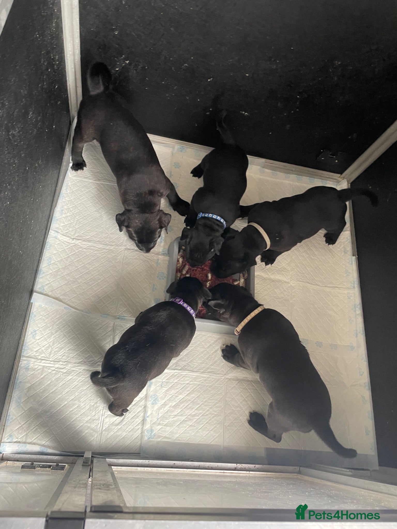 Staffordshire Bull Terrier dogs Stunning Brindle Staffordshire bull terriers - Advert 1