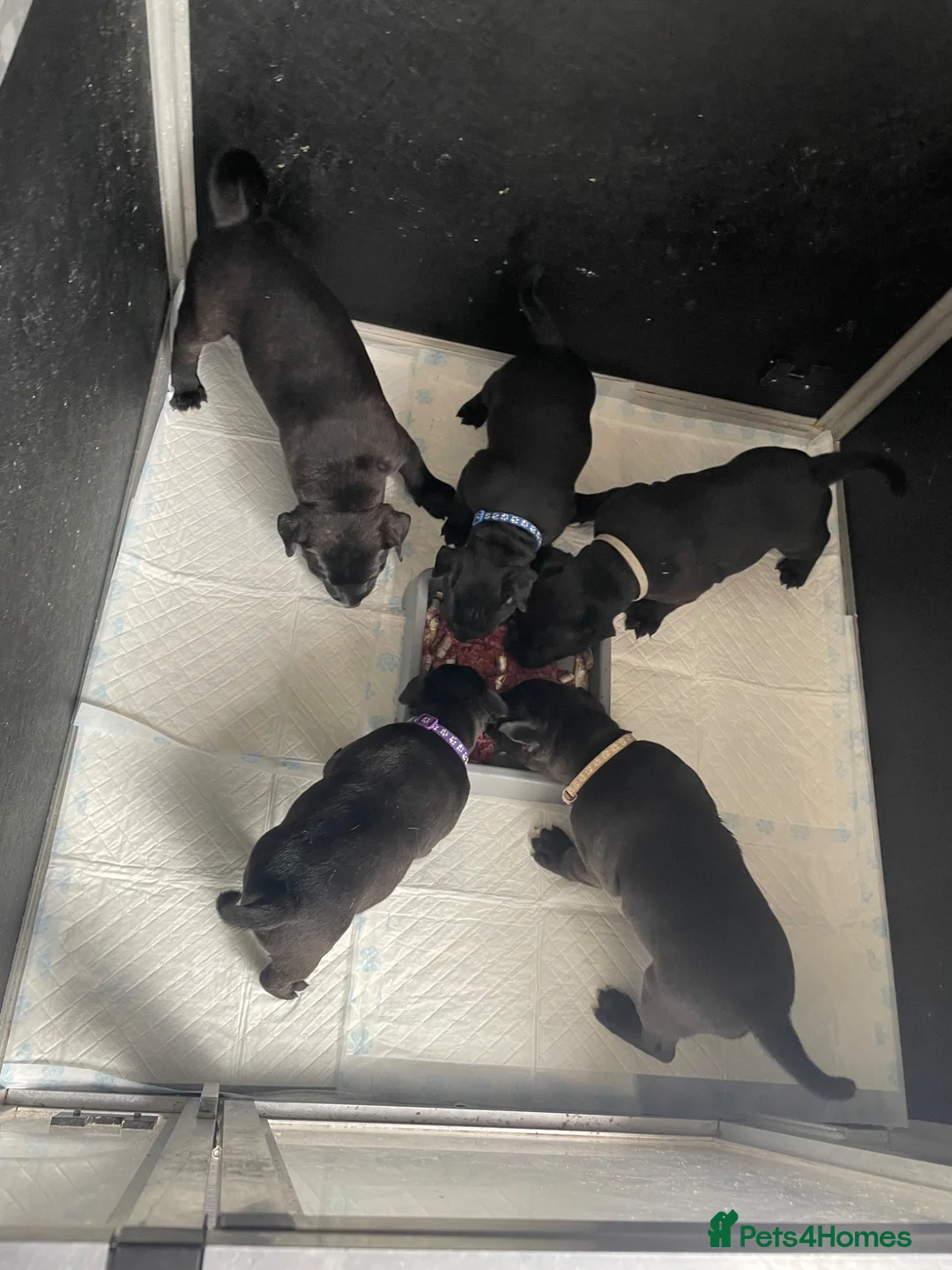 Staffordshire Bull Terrier dogs for sale: Stunning Brindle Staffordshire bull terriers - Advert 1