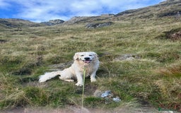 Golden Retriever dogs for stud: Zeus  - Advert 5