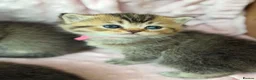British Shorthair cats for sale: ⭐️CHUNKY TICA BRITISH SHORTHAIR KITTENS⭐️ - Advert 20