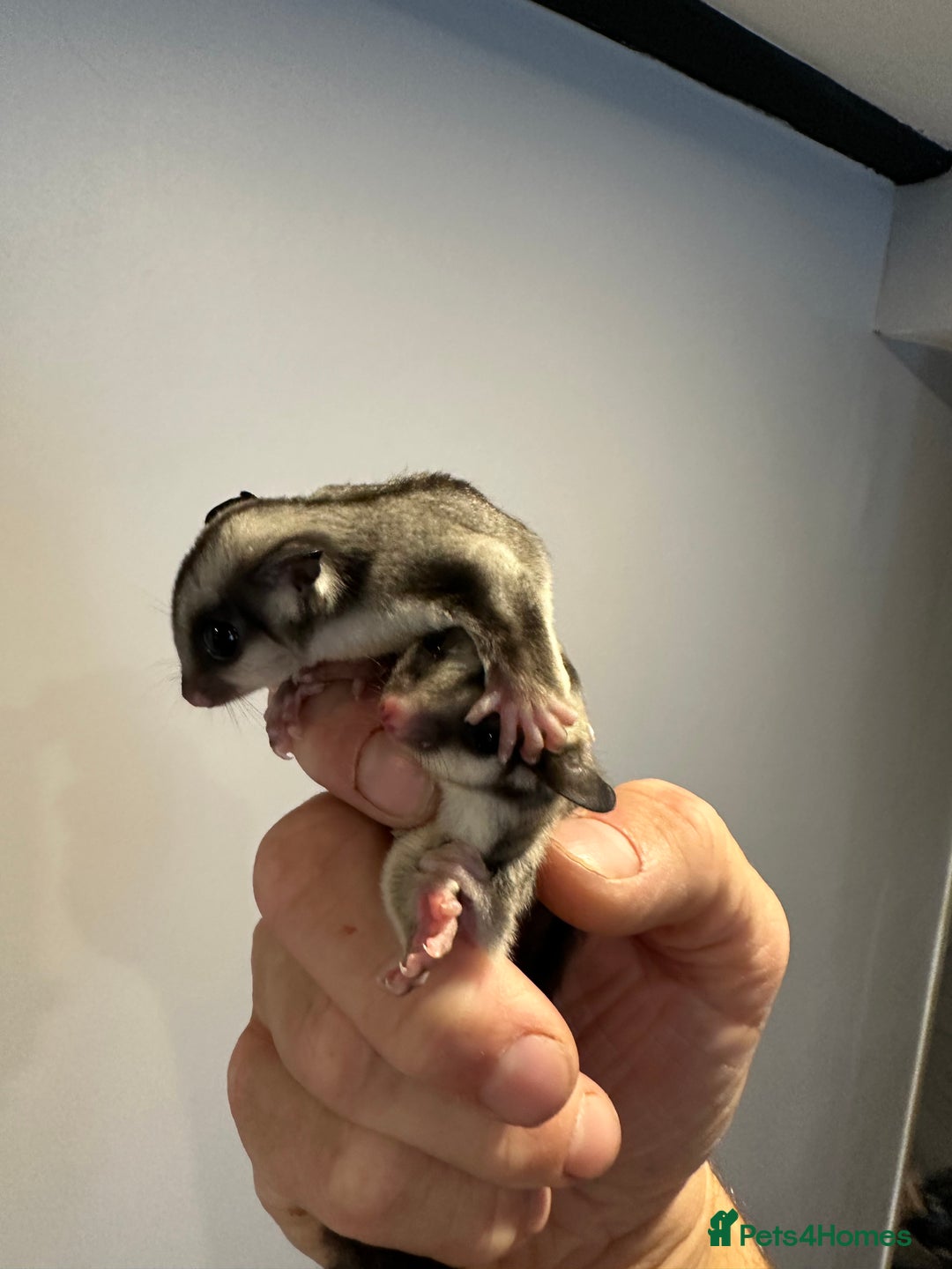 Sugar Glider rodents for sale: Baby gliders ready now  - Advert 9
