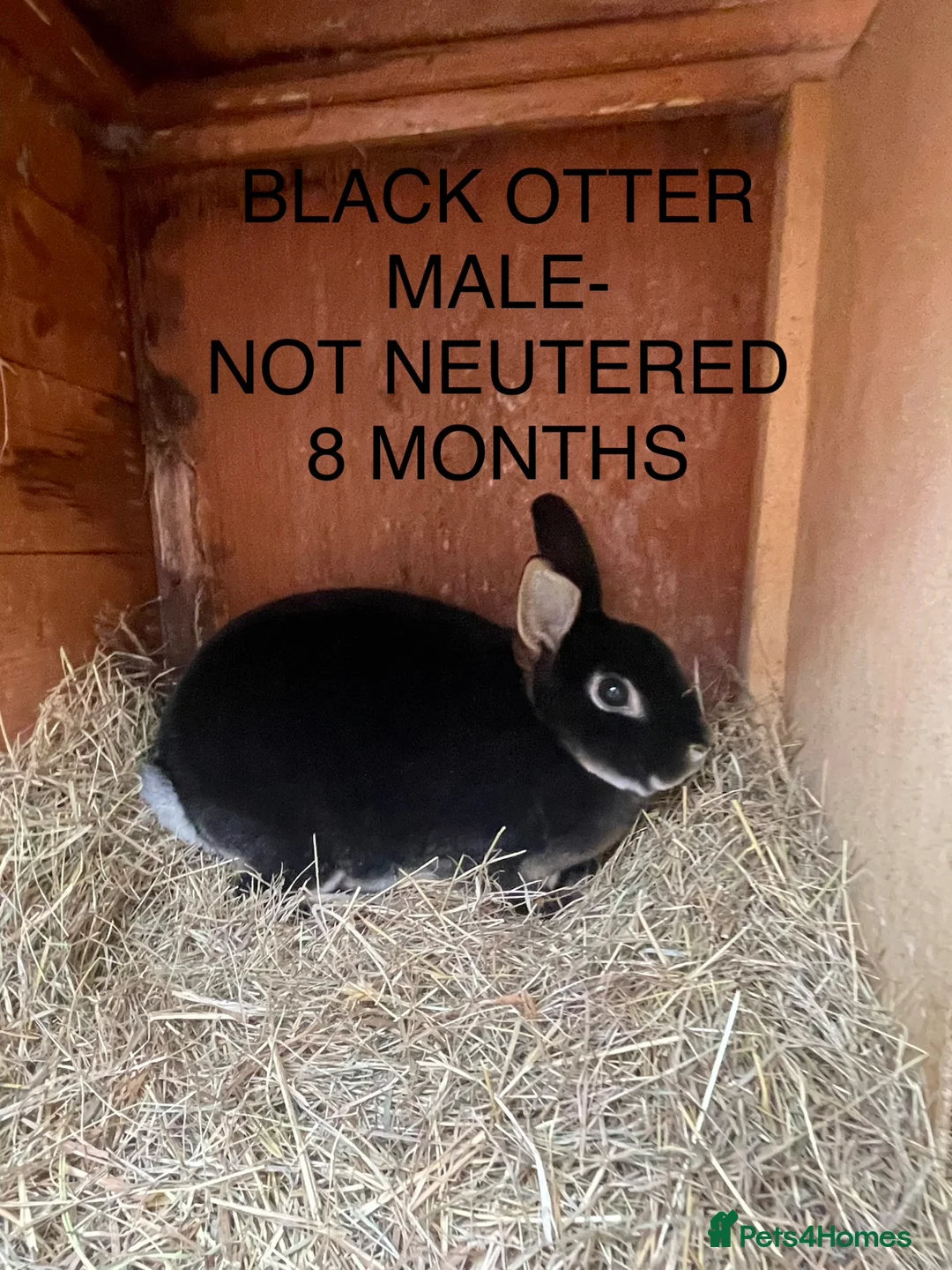 Rex rabbits for sale: Gorgeous Mini Rex buck - Advert 1