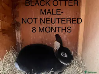 Rex rabbits Gorgeous Mini Rex buck - Advert 10