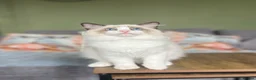 Ragdoll cats for sale: Cute chunky purring ragdoll girls - Advert 13