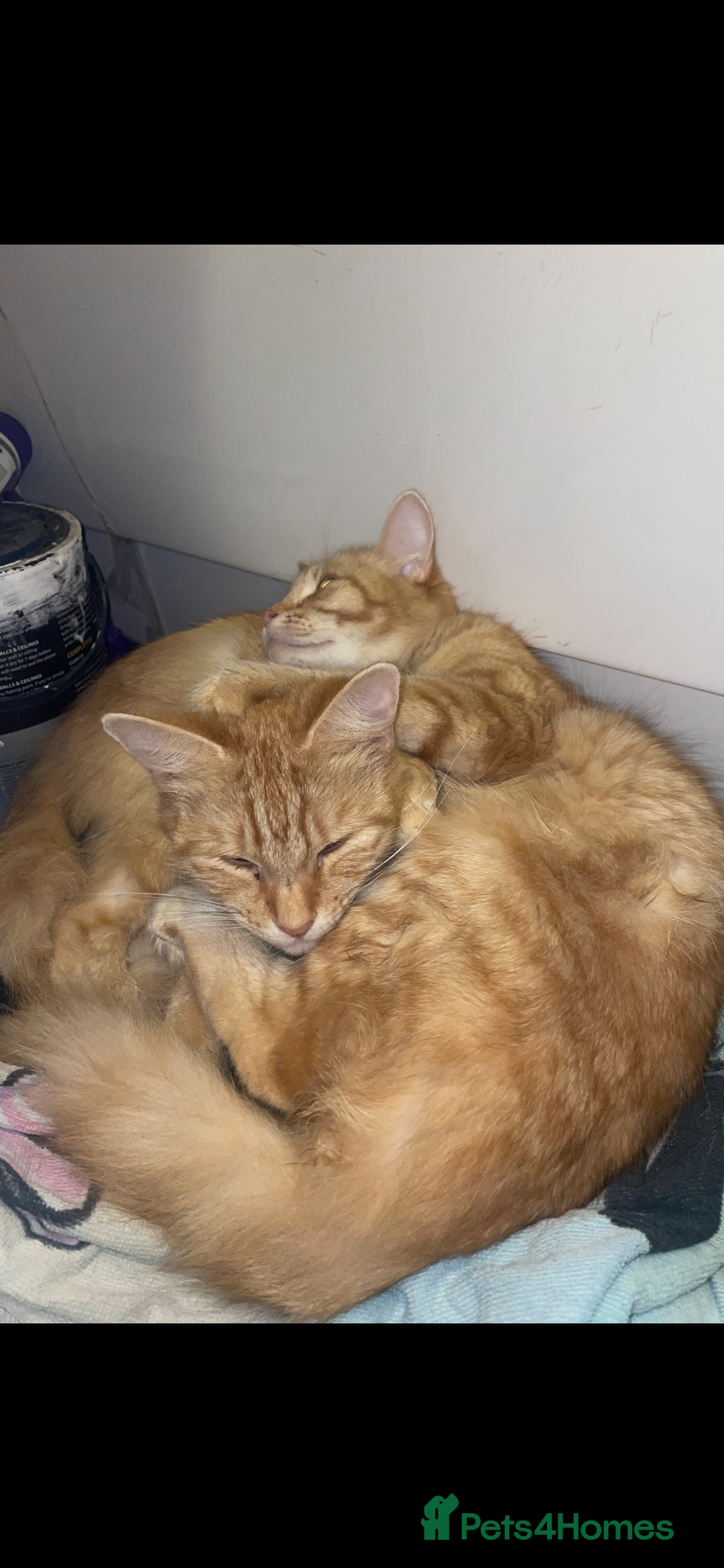 Mixed Breed cats for sale: Sammy and Tammy  - Advert 2