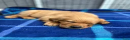 Golden Retriever dogs for sale: KC Golden Retriever Fox Red Working Pups - Advert 4