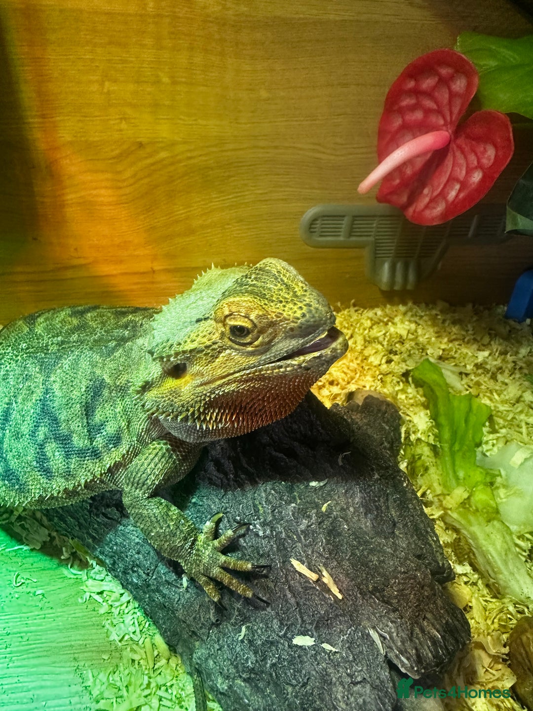 Bearded Dragon reptiles for sale: Two mature female breaded dragons.  - Image 3