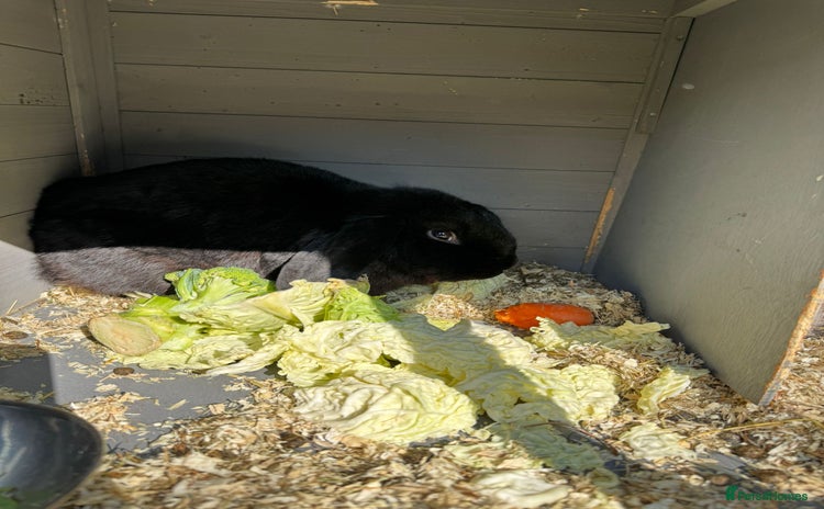 English Lop rabbits - Advert 1