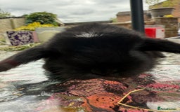 Mini Lop rabbits for sale: 2 amazing mini lops left  - Image 4