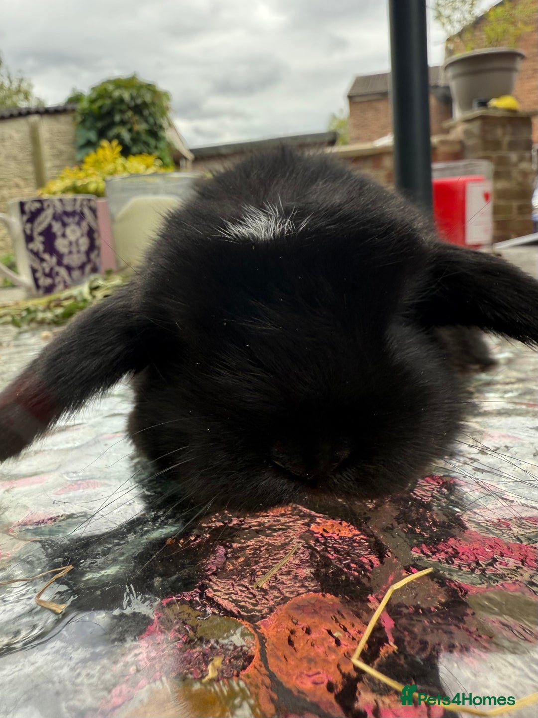 Mini Lop rabbits for sale: 2 amazing mini lops left  - Image 4