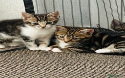 Domestic Shorthair cats for sale: 4 little Cats.  - Image 6